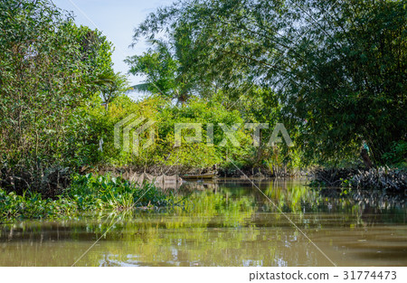 Small canal in Mekong Delta. 31774473