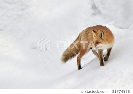 北極狐在雪地裡 北極狐在雪地裡 31774558