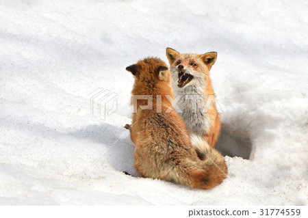北極狐在雪地裡 北極狐在雪地裡 31774559
