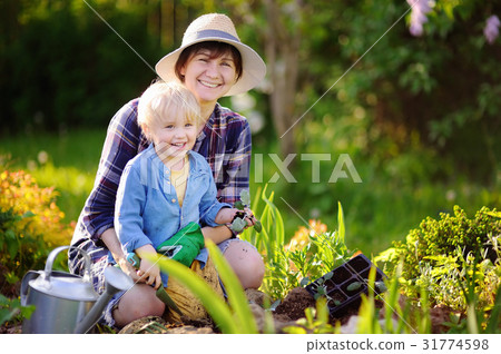 Woman and her grandson planting seedlings  31774598