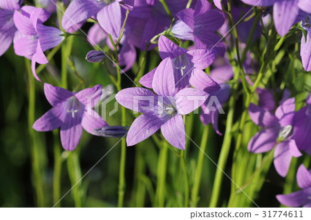 Group of Campanula patula spreading bellflower in 31774611