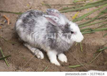 Little rabbit eating grass 31774614