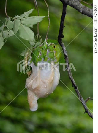 正在下蛋的Moria ooger 31774822