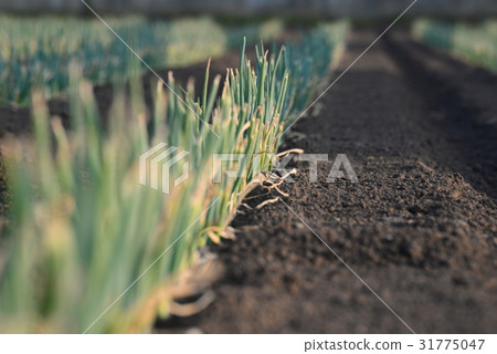 Saitama Prefecture Fukaya City Nagguta Saitama Prefecture Fukaya City Nagguta 31775047