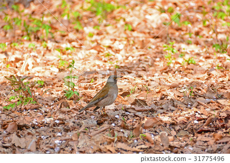 Shirahara who lives in the park 31775496