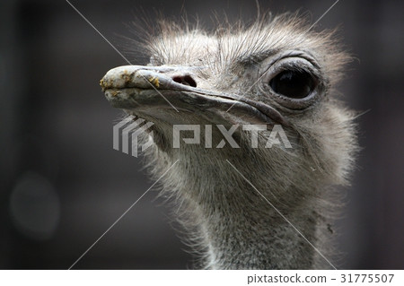 Face of an ostrich 31775507