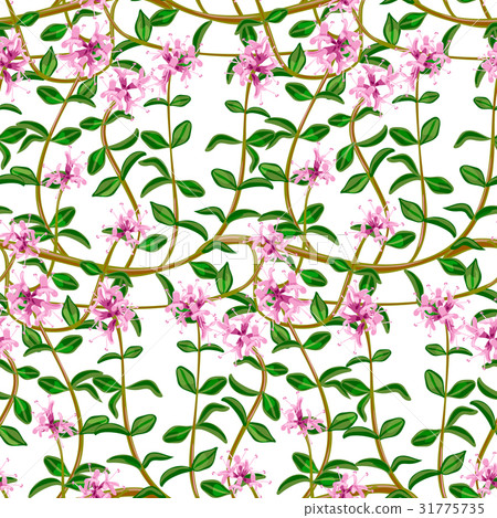 Flowering fresh thyme. seamless pattern Flowering fresh thyme. seamless pattern 31775735