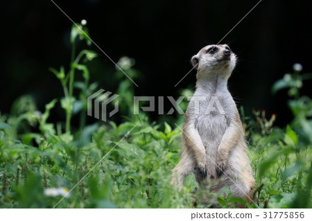 meerkat meerkat 31775856