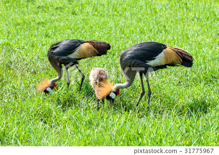 Crowned crane in green savannah. 31775967