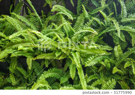 Young green leaves of fern on the wall. 31775990