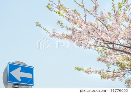 Sakura when scattering Sakura when scattering 31776003