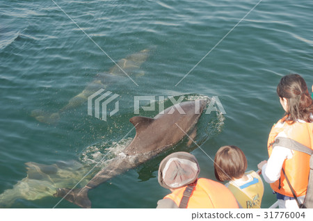 Dolphin watching Dolphin watching 31776004