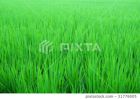 Green immature rice Green immature rice 31776005
