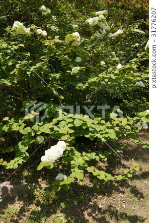 Odemari: Snowball 31776207