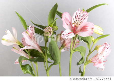 Alstroemeria, the grey background Alstroemeria, the grey background 31776361
