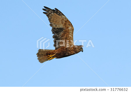 Chubu (Haria) Taka Hakuaki Department Flight 31776632