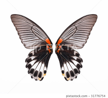 wing of butterfly isolated on white background 31776754