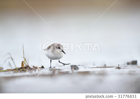 Tonen of the tideland Tonen of the tideland 31776831