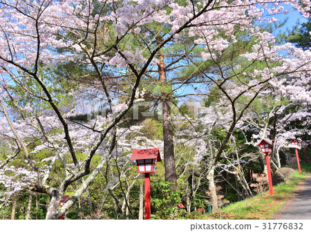 在Shinagurayama淺間公園-37326的盛開的吉野櫻花樹 31776832