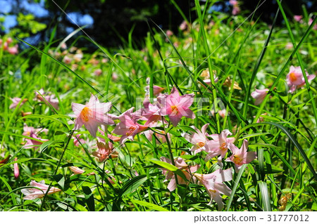 六月花花筍和百合03 Ooyama自然公園 31777012