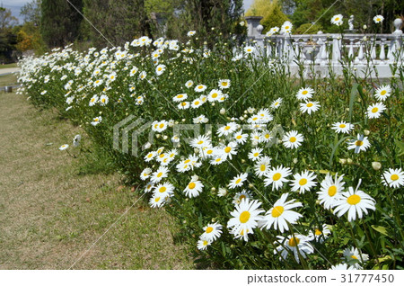 Margaret (white) border flower bed 31777450