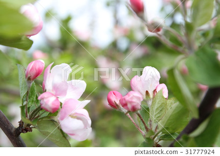 spring shoot of pink flower of apple tree 31777924