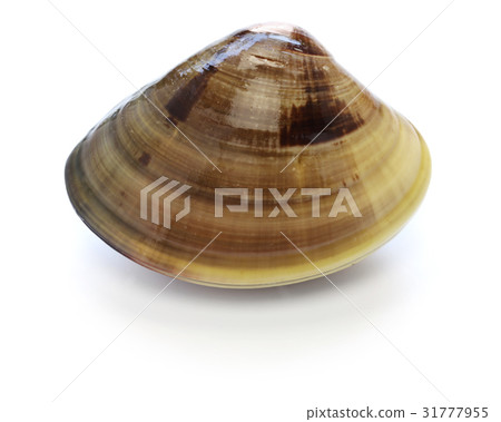 來自桑名的蛤蜊 來自桑名的蛤蜊 31777955