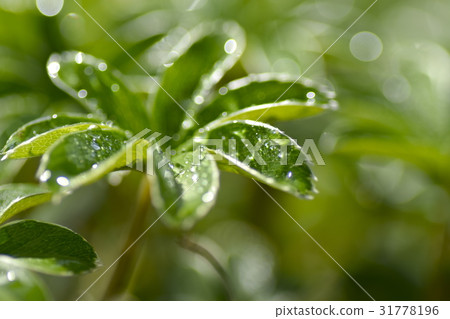 高山女士的地幔 31778196
