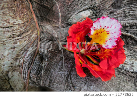 Royal Poinciana or Flam-boyan flower 31778625