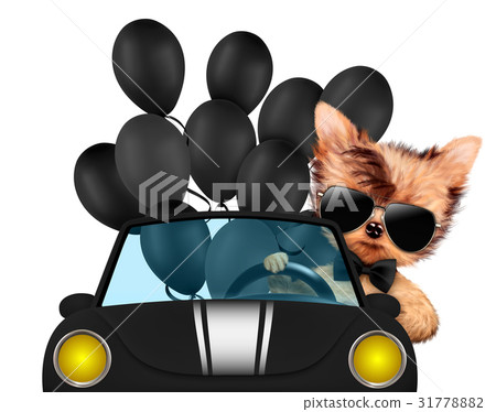 Funny animal sitting in a car Funny animal sitting in a car 31778882