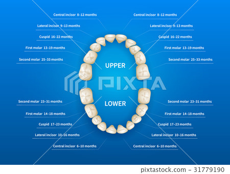 Children mouth with tooth numbering chart on blue 31779190