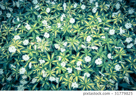 Top view of green grass with small white flowers Top view of green grass with small white flowers 31779825