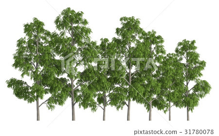 Trees in a row isolated on white 3d illustration Trees in a row isolated on white 3d illustration 31780078