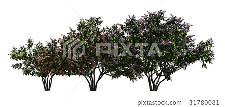 Trees in a row isolated on white 3d illustration Trees in a row isolated on white 3d illustration 31780081