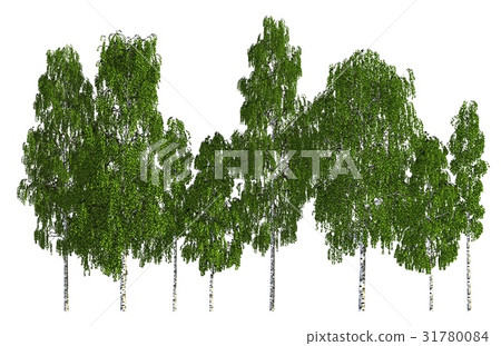Trees in a row isolated on white 3d illustration Trees in a row isolated on white 3d illustration 31780084