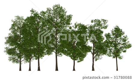 Trees in a row isolated on white 3d illustration Trees in a row isolated on white 3d illustration 31780088