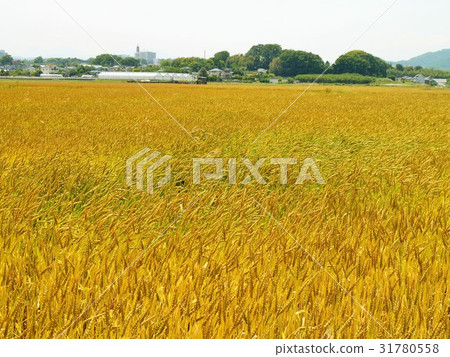 我們喝啤酒吧！ 31780558