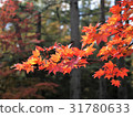秋天的樹葉 31780633