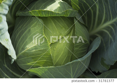 白菜的領域 31781377