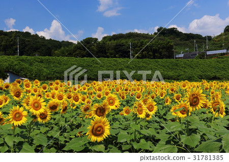 Sunflower field Gojo City Ueno Park Sunflower field Gojo City Ueno Park 31781385