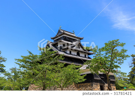 National treasure Matsue castle blue sky and green leaves (June) 31781421