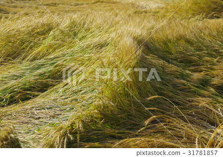 Wheat collapsed wheat 31781857