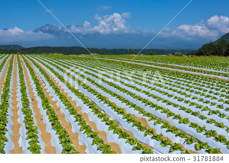 Yatsugatake and Nobeyama Plateau vegetables 31781884