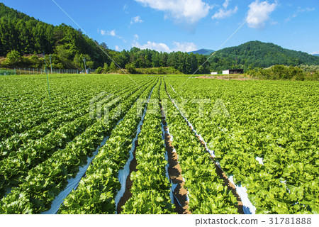 Yatsugatake和Nobeyama高原蔬菜 31781888