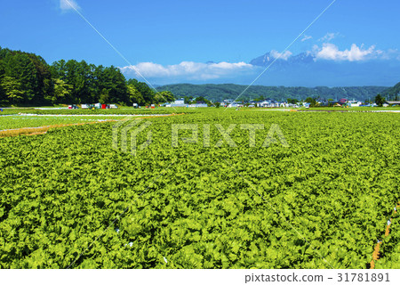 Yatsugatake和Nobeyama高原蔬菜 Yatsugatake和Nobeyama高原蔬菜 31781891