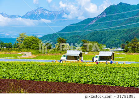 Yatsugatake and Nobeyama Plateau vegetables 31781895