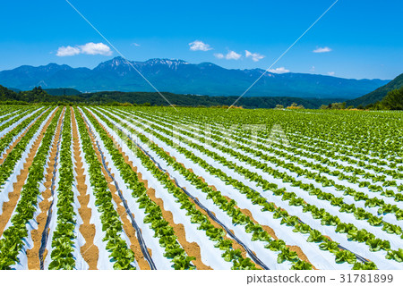 Yatsugatake and Nobeyama Plateau vegetables 31781899
