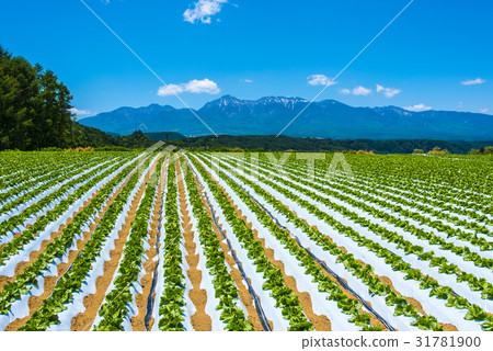 Yatsugatake and Nobeyama Plateau vegetables Yatsugatake and Nobeyama Plateau vegetables 31781900