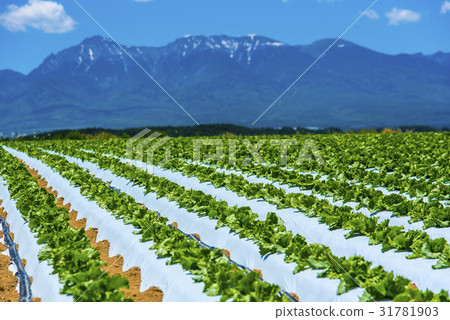 Yatsugatake and Nobeyama Plateau vegetables Yatsugatake and Nobeyama Plateau vegetables 31781903