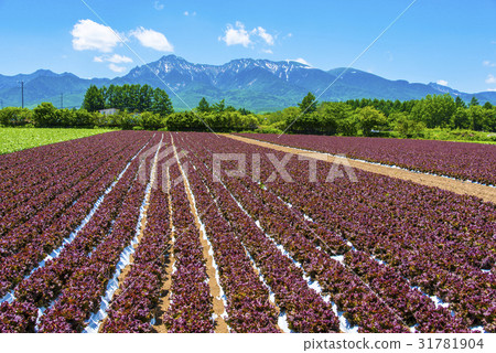Yatsugatake and Nobeyama Plateau vegetables 31781904